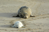 Grey seals Norfolk