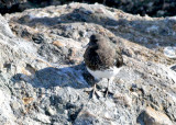 black turnstone