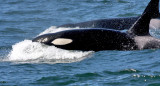 killer whales in Monterey Bay
