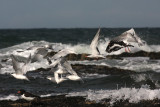 Terns at Bamburgh.jpg