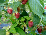 raspberries.jpg