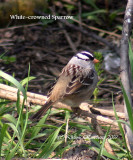 White-crowned Sparrow