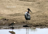 Marabou Stork