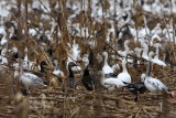 Snow Geese in Field