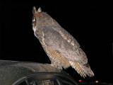 The Owl & The SUV