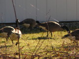 Geese at Work - Langhorne