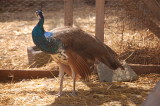 Peacocks at Reedman Farms