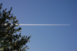 Linear and Leaves