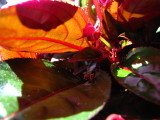 New Guinea Impatiens