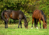 DSC_0603.jpg
