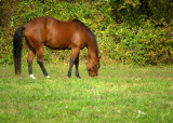 DSC_0605.jpg