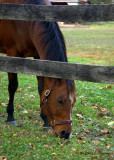 DSC_0901.jpg
