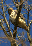 Hawk @ Core Creek Park