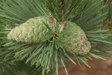 Bosnian Pine #104 Cones (9042)