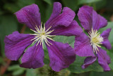 Clematis Jackmanii #843 (8993)