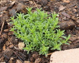 Winter Savory (9218)