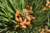 Bosnian  Pine #104 (9626)