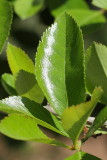 Cockspur Hawthorn #112 (9633)