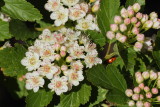 Dwarf Ninebark #424 (9409)