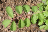 Salad Burnet #000 (9594)