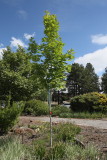 Bigtooth Maple #108 (9896)