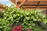 St Theresa Grape #442 (0617)