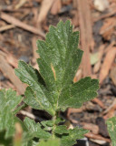 Geum #740 (4957)