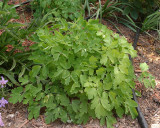 Yellow Columbine #709 (2513)