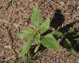 Redroot Pigweed #202 (2563)