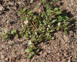 Summer Purslane #200 (2557)