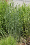 Giant Sacaton Grass (Sporobolus wrightii) #000 (5868)