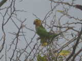 Wild parrot