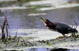 Green Heron Looking for the dinner (dragon fly)