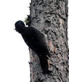 Black backed woodpecker