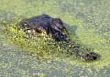 American Aligator Texas.jpg