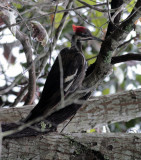 Pileated Woodpecker at Brazos Bend State Park Texas.jpg