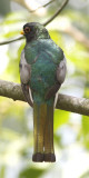 elegant trogon.jpg