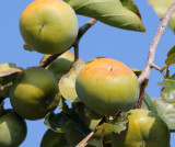 Persimums are almost ready for harvest.jpg