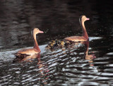 Black-Belly Whistling Ducks Family.jpg