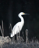 Little egret.jpg