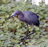 little blue heron.jpg