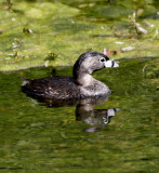 Pied-billed-Grebe-1.jpg