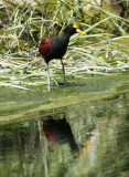 Northen-Jacana-adult.jpg