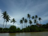 Laguna cocotiers