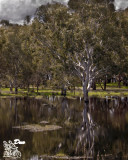 Spring Rain Water Reflections.