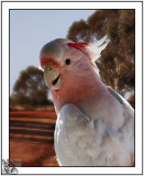 Galah Lovliest Of Birds and so Friendly