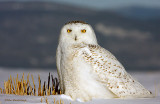 This Is My Best Side - Snowy Owl