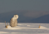 I Spy With My Little Eye . . . Curious Snowy Owl