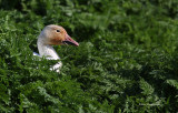 Sneaky Snow Goose On The Loose