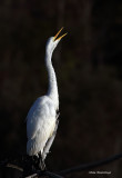 Can Anyone Hear Me?  Great Egret